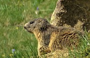 06 Marmotta sulla porta di casa